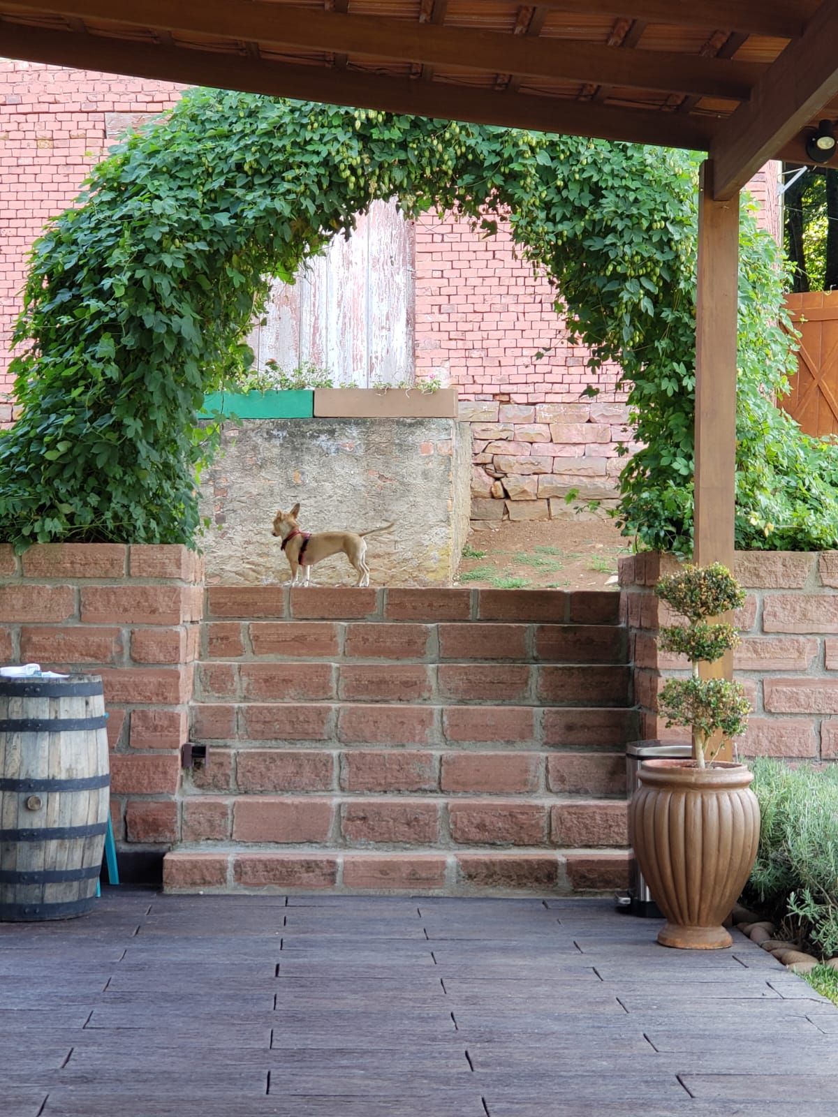 Arco de lúpulo no pátio da cervejaria