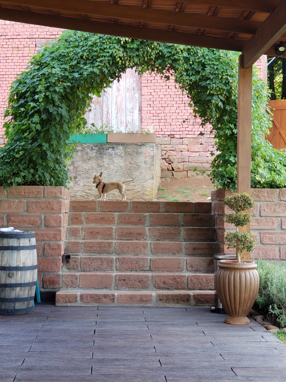 Arco de lúpulo no pátio da cervejaria